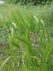 Hordeum murinum