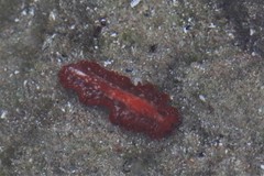 Phrikoceros katoi