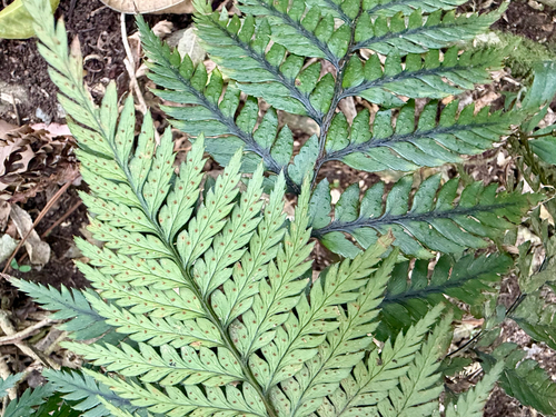 Polystichum neozelandicum observed 2026-10-10