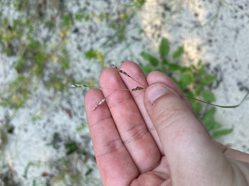 Triplasis purpurea observed 2026-10-14
