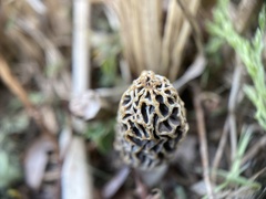 Morchella americana