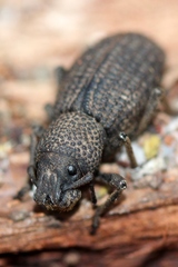 Amycterus
