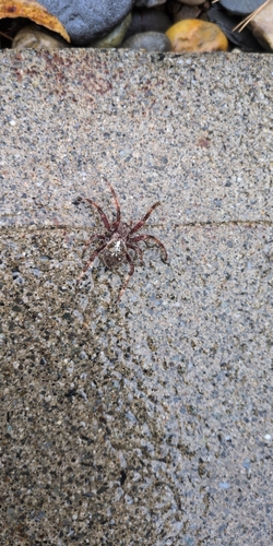 Fierce Orbweaver