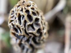 Morchella americana