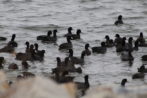 American Coot
