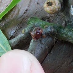 Parthenolecanium quercifex