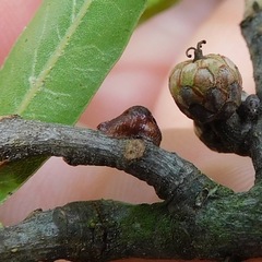 Parthenolecanium quercifex