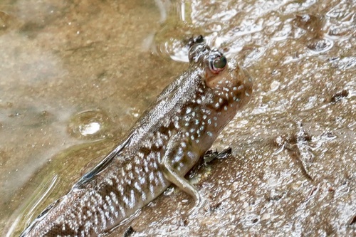 Periophthalmus barbarus observed 2026-10-13