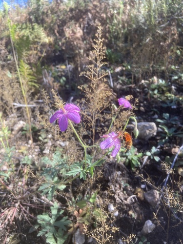Geranium caespitosum, 2026-10-14