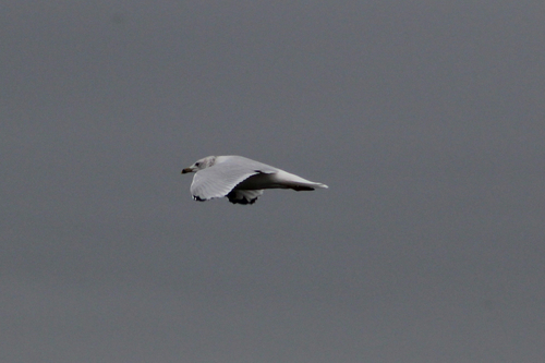 Ring-billed Gull