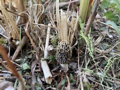 Morchella americana