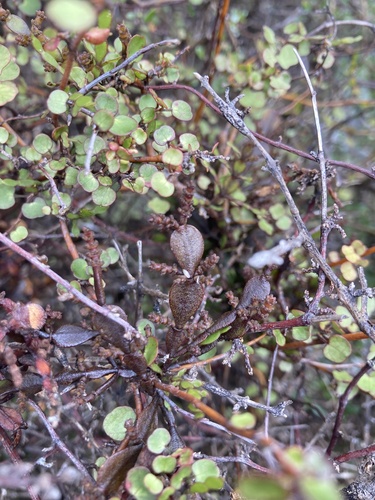 Korthalsella lindsayi observed 2026-10-15