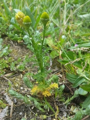 Matricaria discoidea