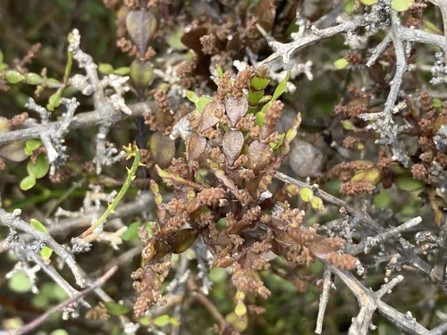 Korthalsella lindsayi observed 2026-10-15