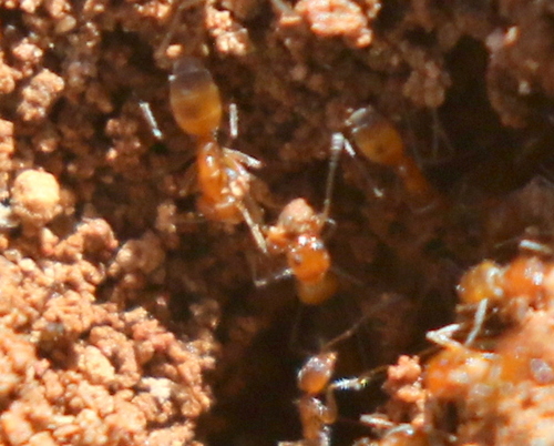 Forelius mccooki