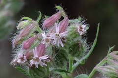 Silene disticha