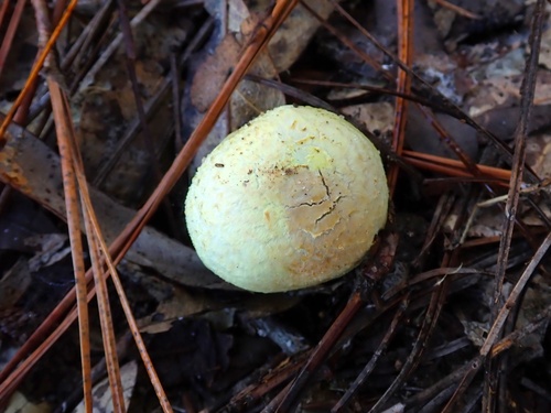 Agaricus auricolor