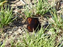 Erebia triarius
