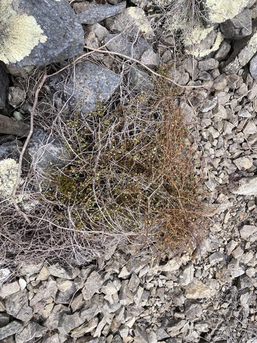 Korthalsella lindsayi observed 2026-10-15