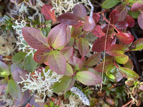 Vaccinium cespitosum observed 2026-10-10