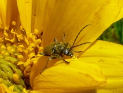 Brachysomida californica