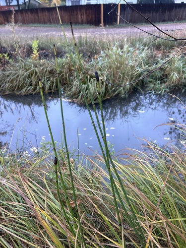 Equisetum laevigatum, 2026-10-14