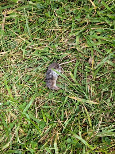 Masked Shrew observed by elmypelaar