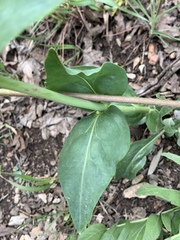 Penstemon cyananthus