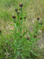 Centaurea jacea