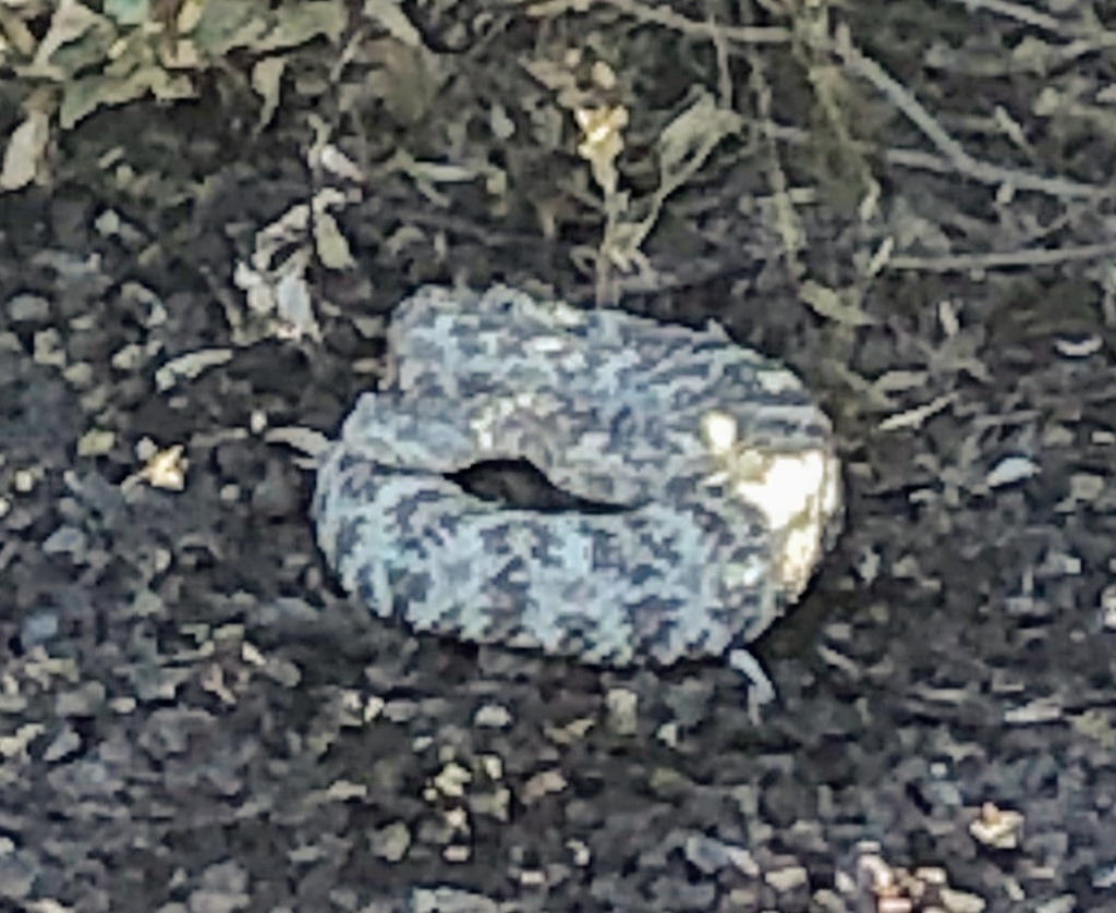 Southwestern Speckled Rattlesnake from White Tank Mountain Regional ...