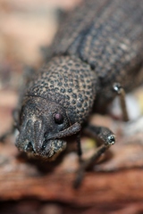 Amycterus