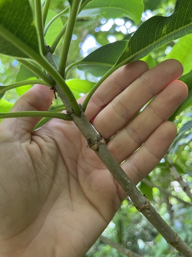 Rauvolfia sandwicensis, 2026-10-06