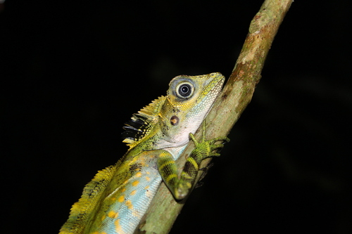 Gonocephalus grandis observed 2026-10-11