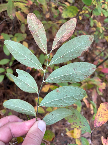 Gaylussacia frondosa, 2026-10-14