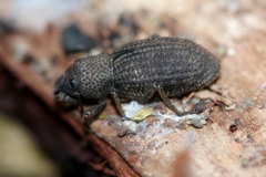 Amycterus