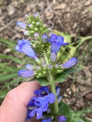 Penstemon cyananthus