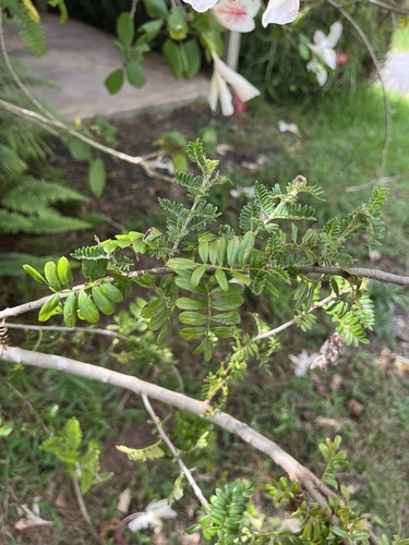 Osteomeles anthyllidifolia observed 2026-10-14