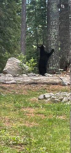 Black Bear sighting near Rainy River