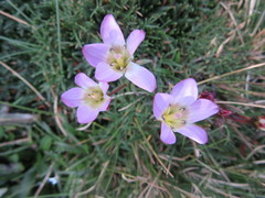 Gentianaceae
