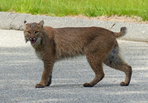 Eastern Bobcat photographed in Connecticut