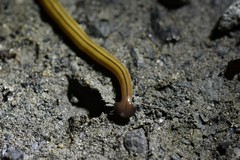 Bipalium pennsylvanicum