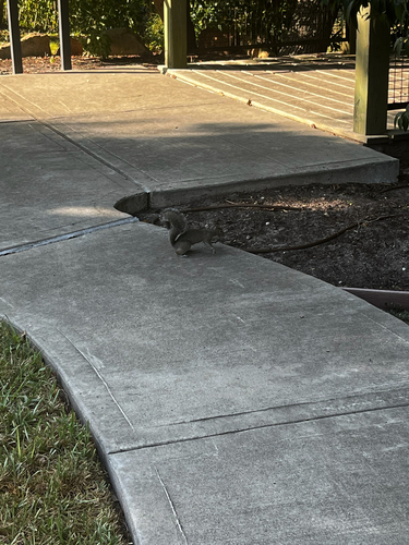 Eastern Gray Squirrel