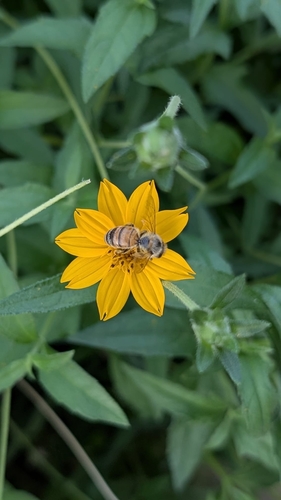 Western Honey Bee