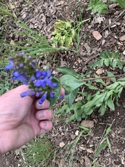 Penstemon cyananthus