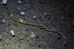 Bipalium pennsylvanicum