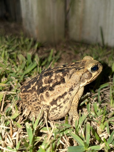 Cane Toad