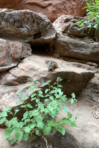 Uinta Chipmunk observed by carsonagould
