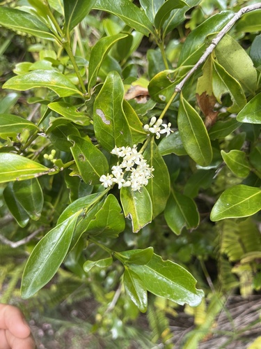 Ixora, 2026-10-14