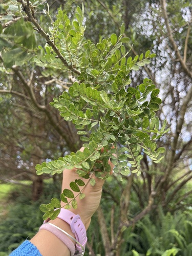 Sophora chrysophylla observed 2026-10-14