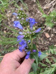 Penstemon cyananthus